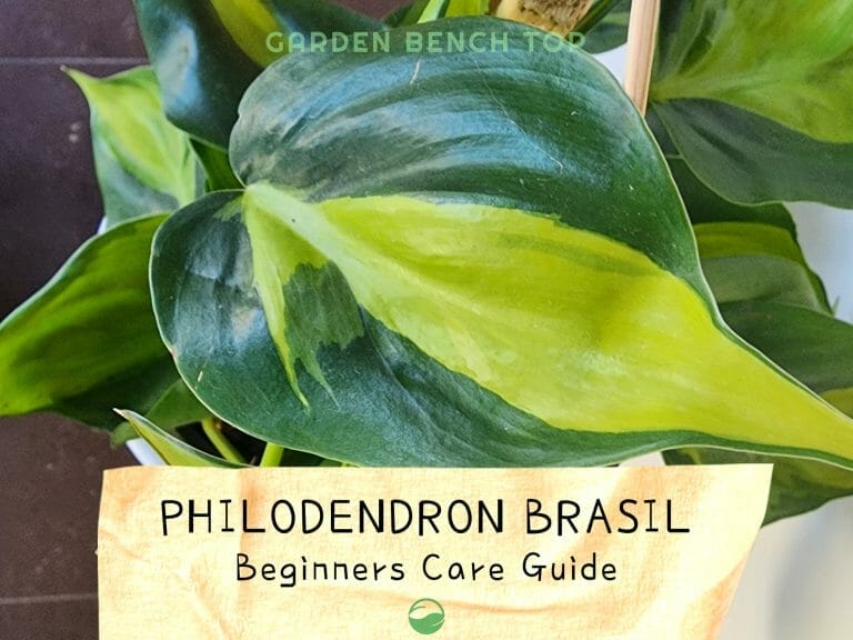 Philodendron Brasil Care & Propagation Guide cover