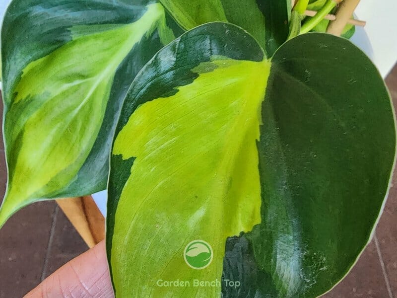Philodendron Brasil Leaf