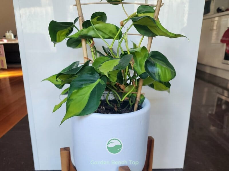 Philodendron Brasil Plant