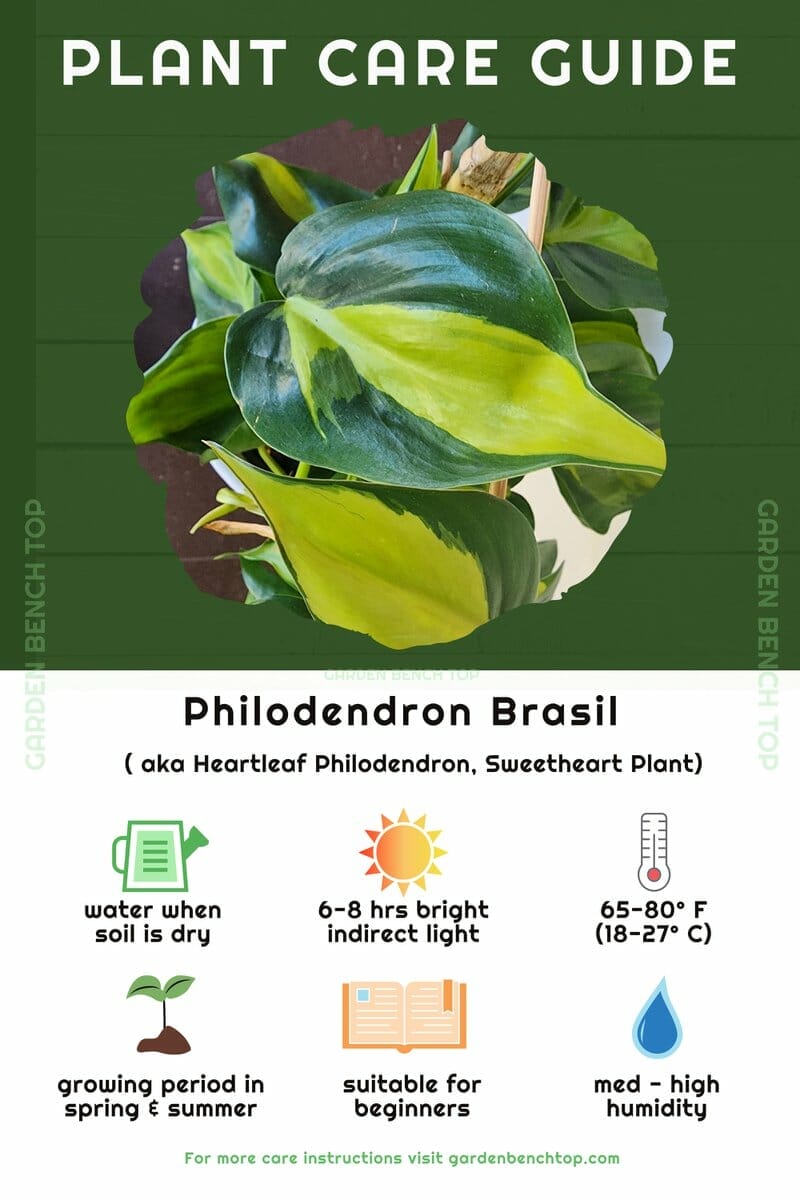 Philodendron Brasil Quick Care Guide