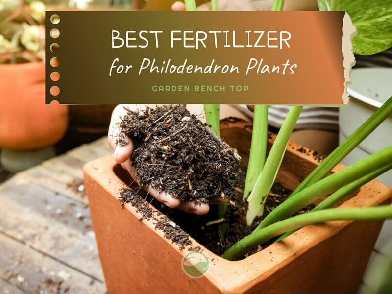 Philodendron Fertilizer
