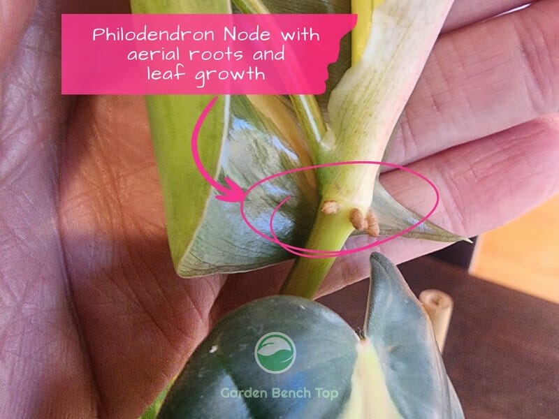 Philodendron Node