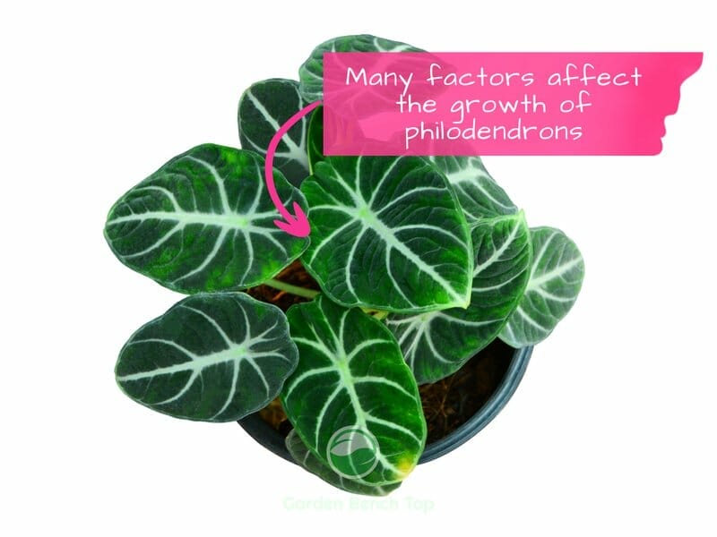 Philodendron not growing well