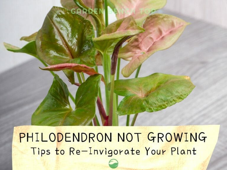 Philodendron Not Growing cover