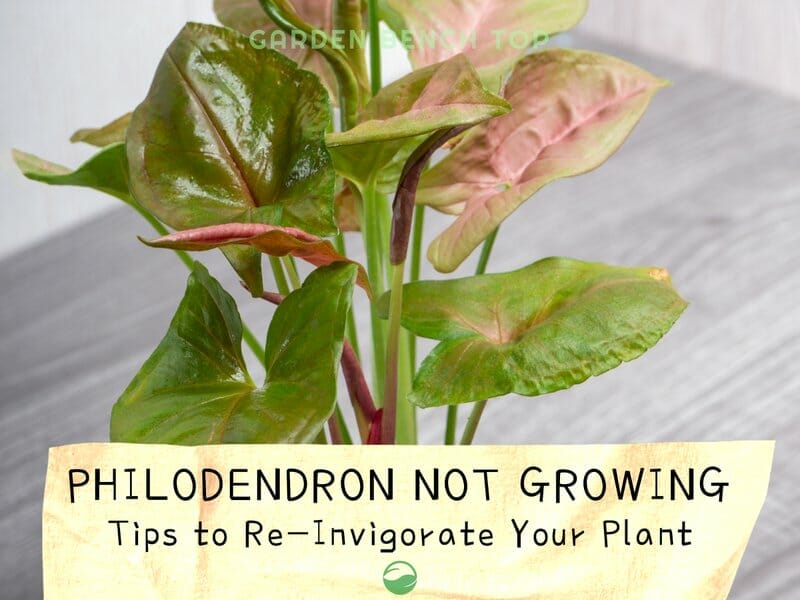 Philodendron Not Growing