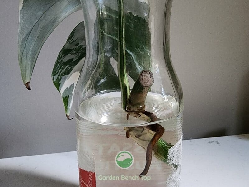 Propagating Epipremnum Pinnatum Variegata