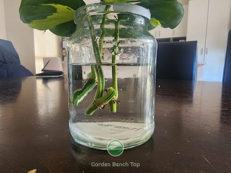 Propagating Philodendron cuttings in water