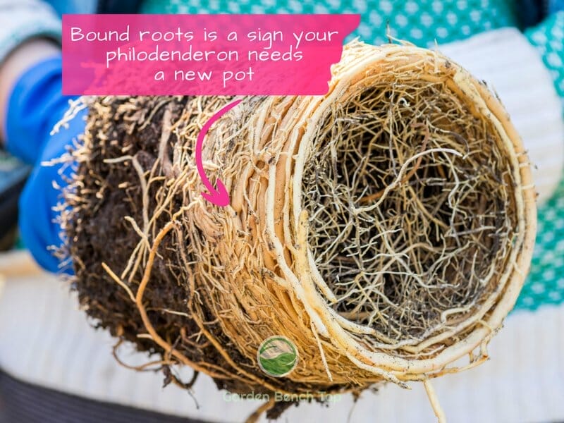 Root Bound philodendron