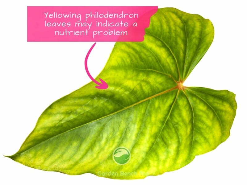 Yellow Philodendron Leaf Fertilizer