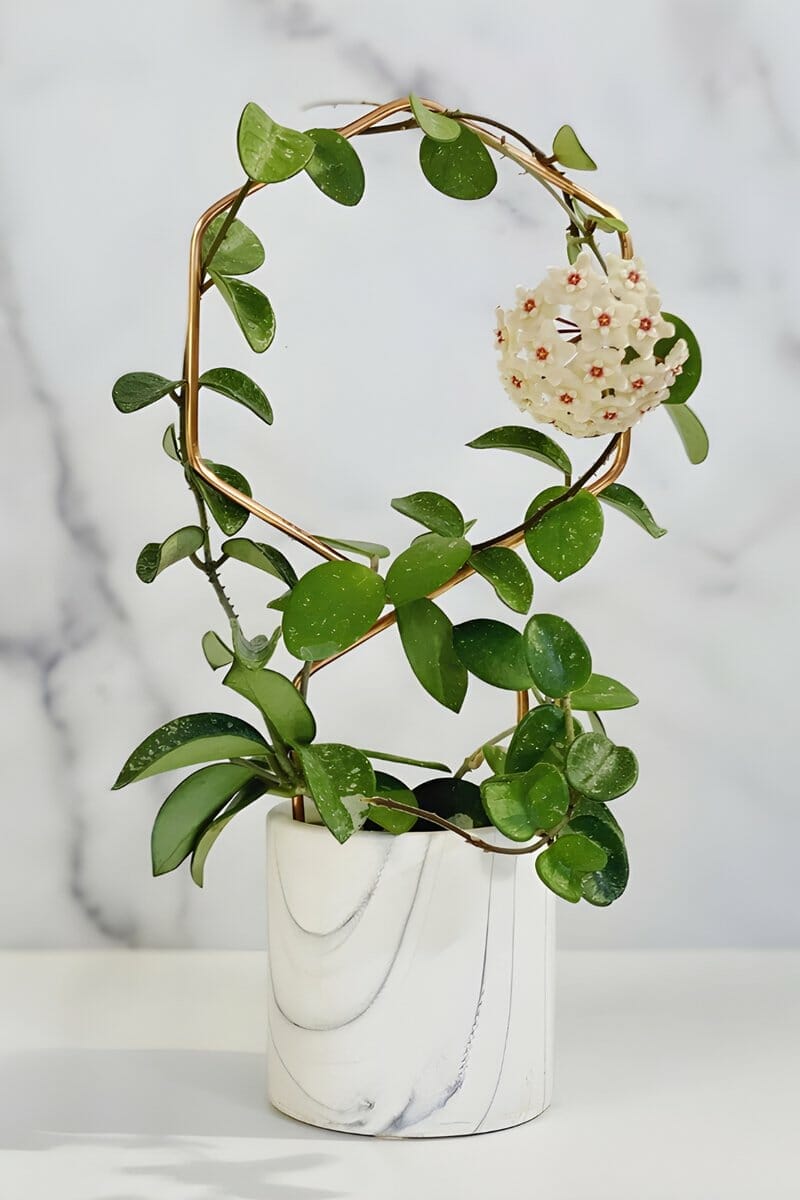 Lucky Number 8 Trellis