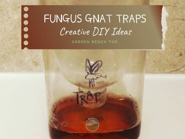 Fungus Gnat Trap Ideas cover