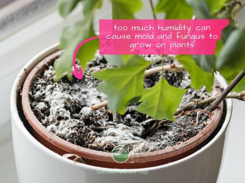 fungus growth in pot plant