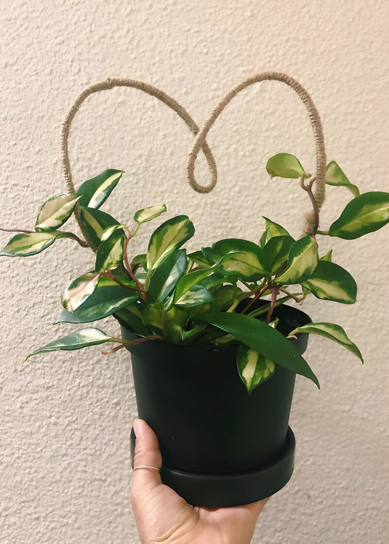 Twine Wrapped Trellis