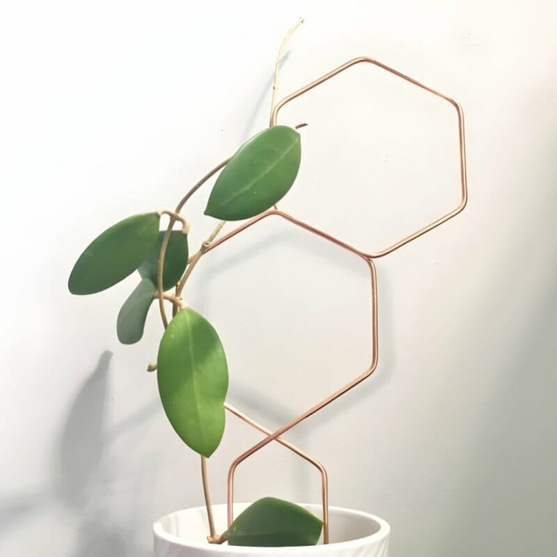 Rose Hexagon Trellis