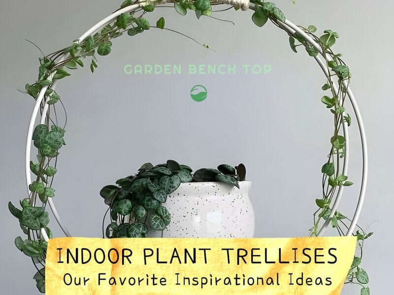Indoor Plant Trellis Ideas