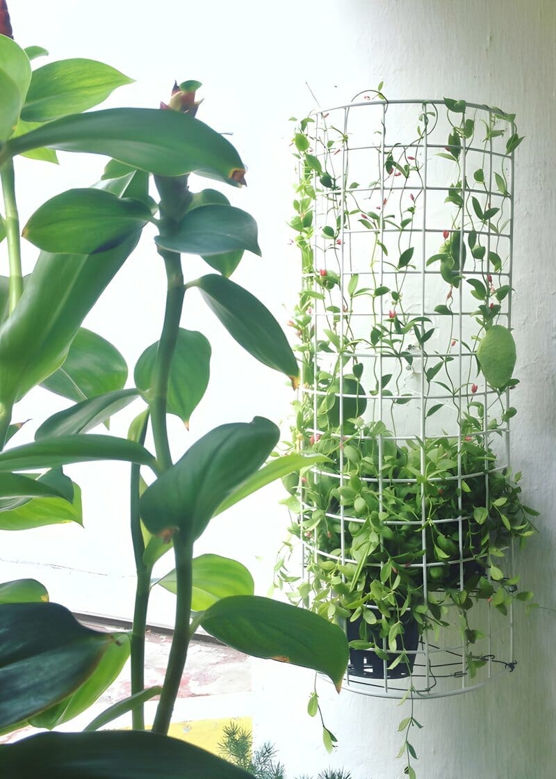 Cage House Trellis for Indoor Plants