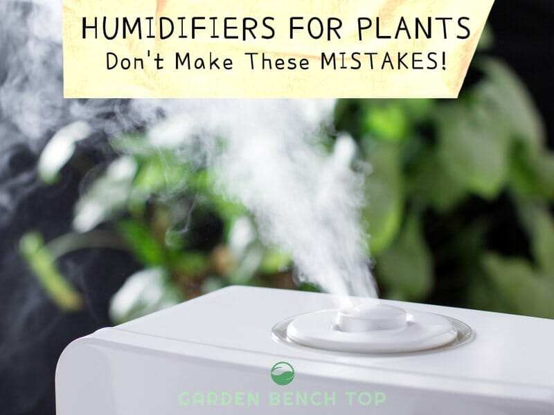 where to place humidifier for plants