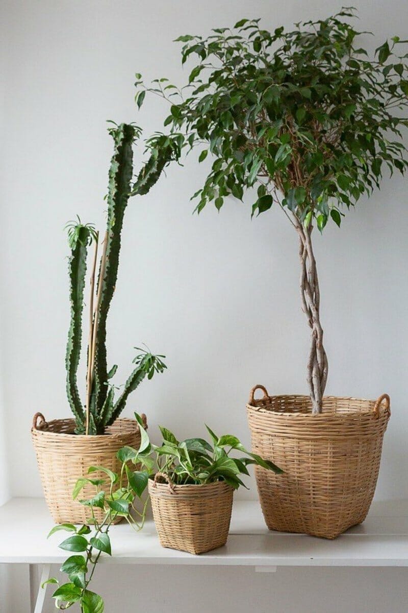Plant Wicker Baskets