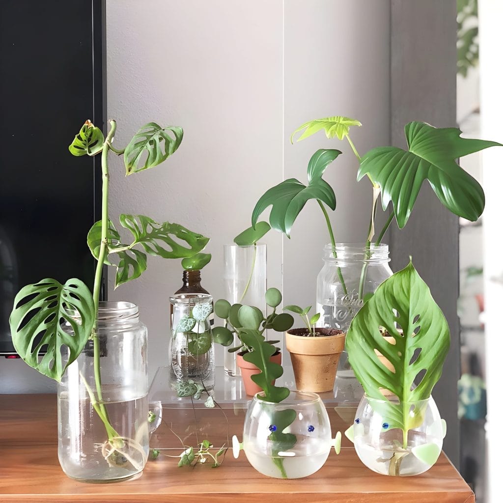 Various Water Jar Plants