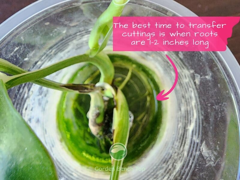 Birds eye view into the propagation cup