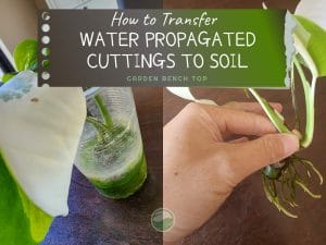 How to Transfer Water Propagated Cuttings to Soil cover