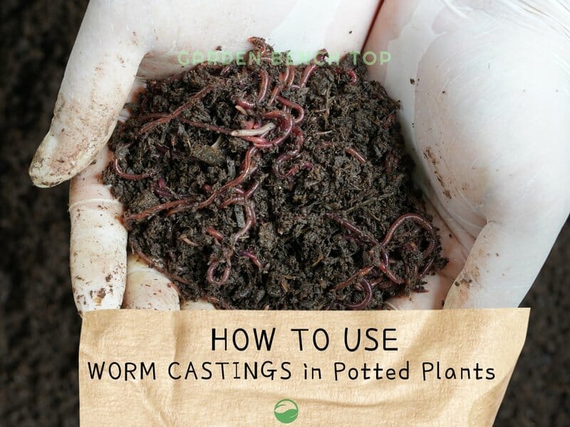 How to Use Worm Castings in Potted Plants