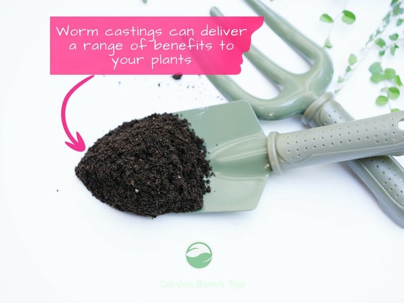 worm castings on spade