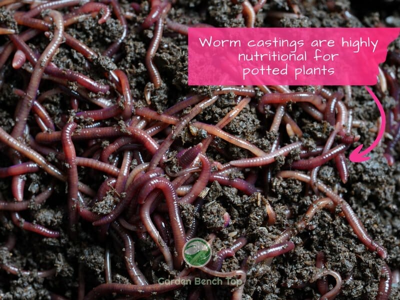 worms and worm castings for potted plants