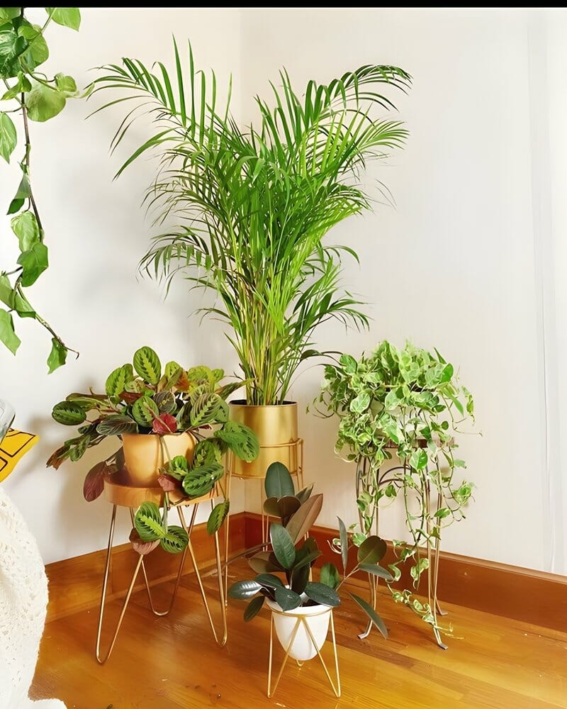 Tall Indoor Plants for Your Living Room