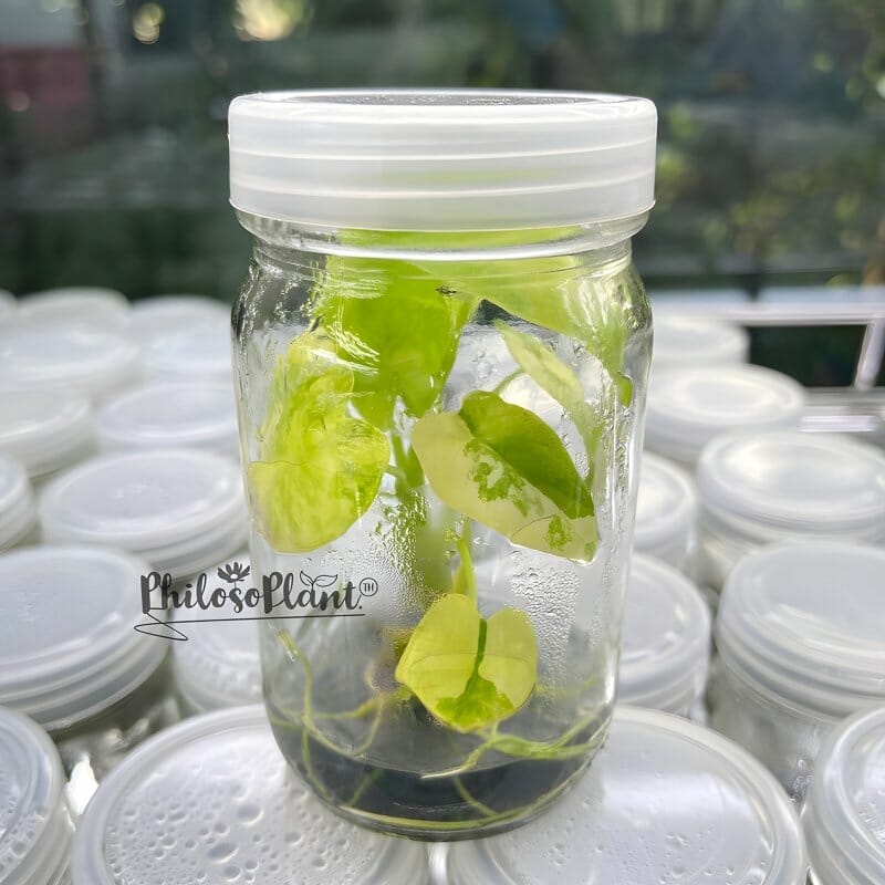 alocasia in a jar