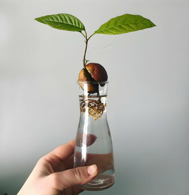 avocado plant in water vase