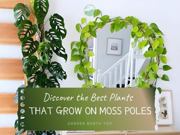 Best Plants for Moss Poles cover