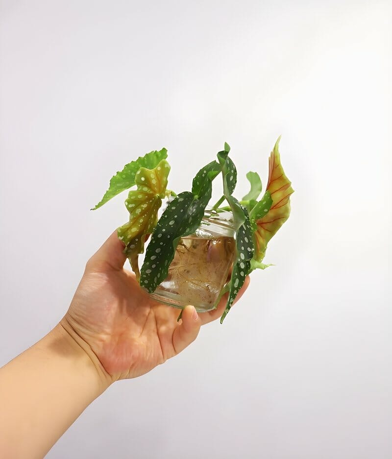 begonia in a water jar