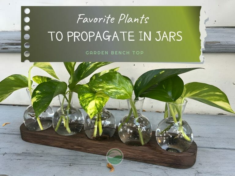 Favorite Plants to Propagate in a Jar