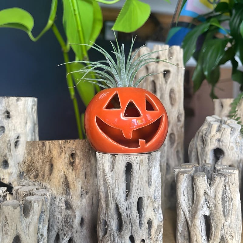 Indoor Plant Themed Halloween Ideas