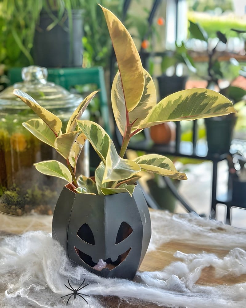 Indoor Plant Themed Halloween Ideas