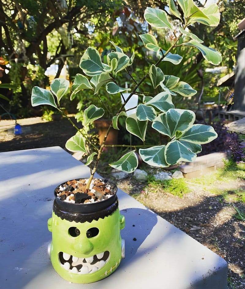 Indoor Plant Themed Halloween Ideas