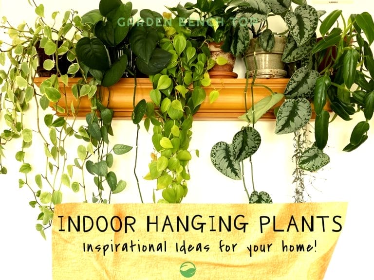 Hanging Indoor Plants Inspiration