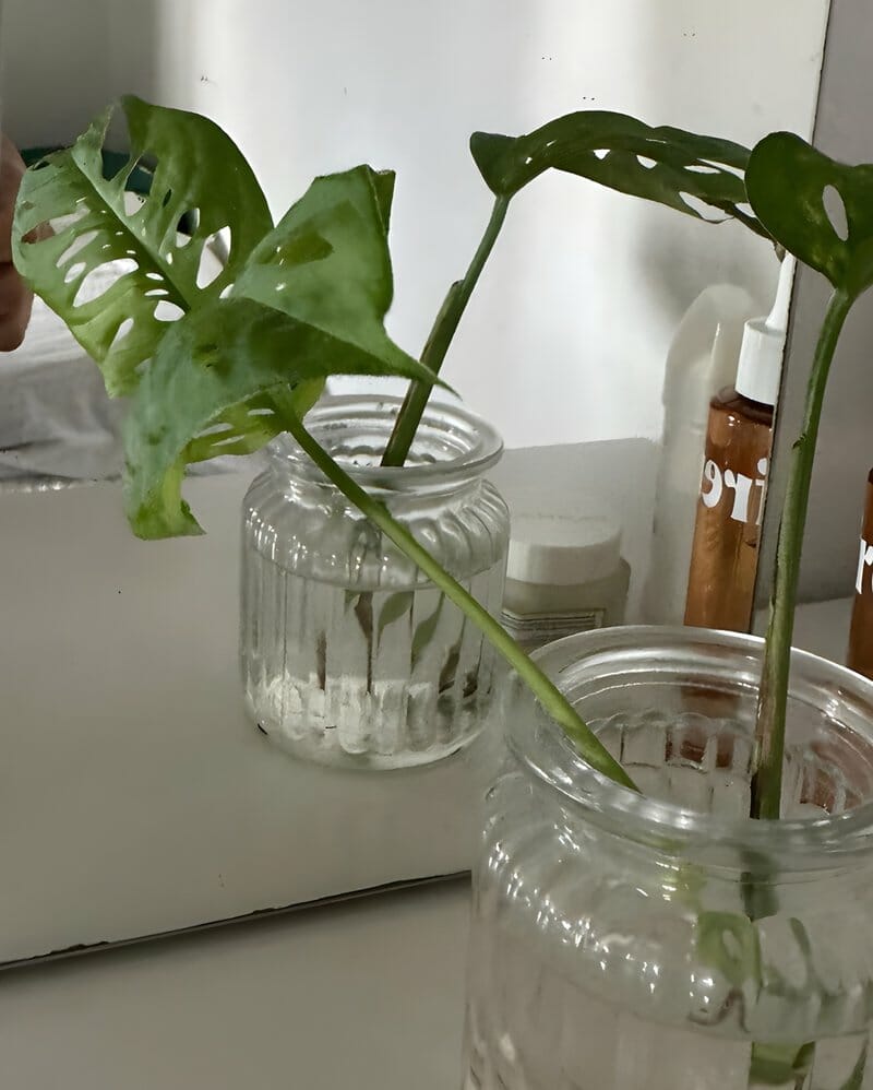 adonsonii in a jar