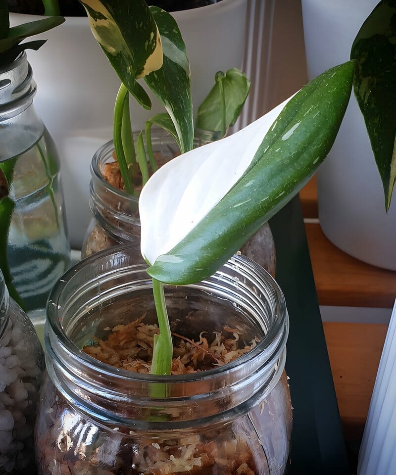 monstera albo in a jar