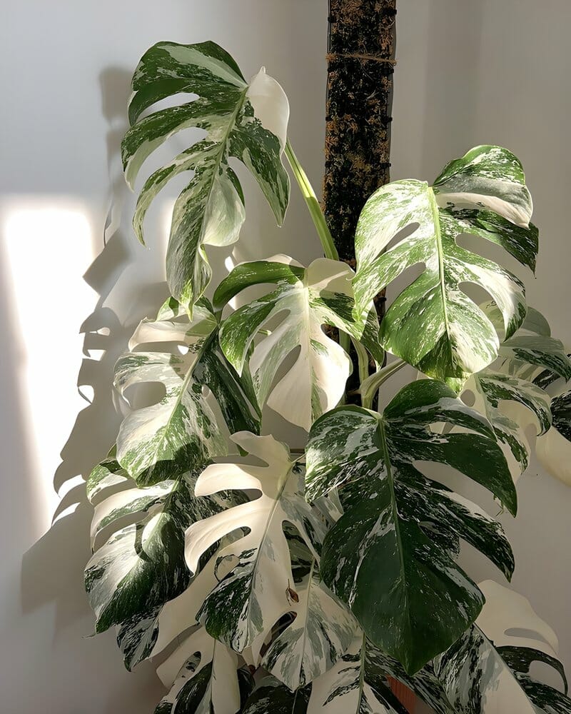 monstera albo growing with moss pole