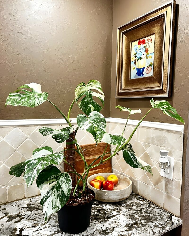 monstera in house corner