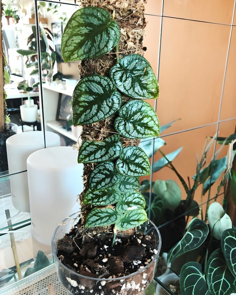 monstera dubia on moss pole