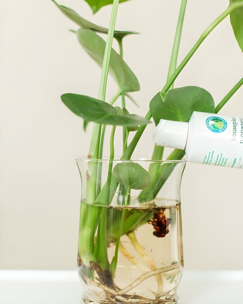 monstera receiving fertilizer in water