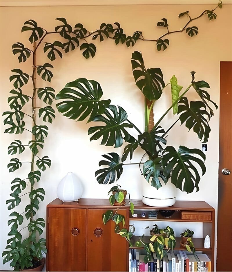 monstera deliciosa on moss poles