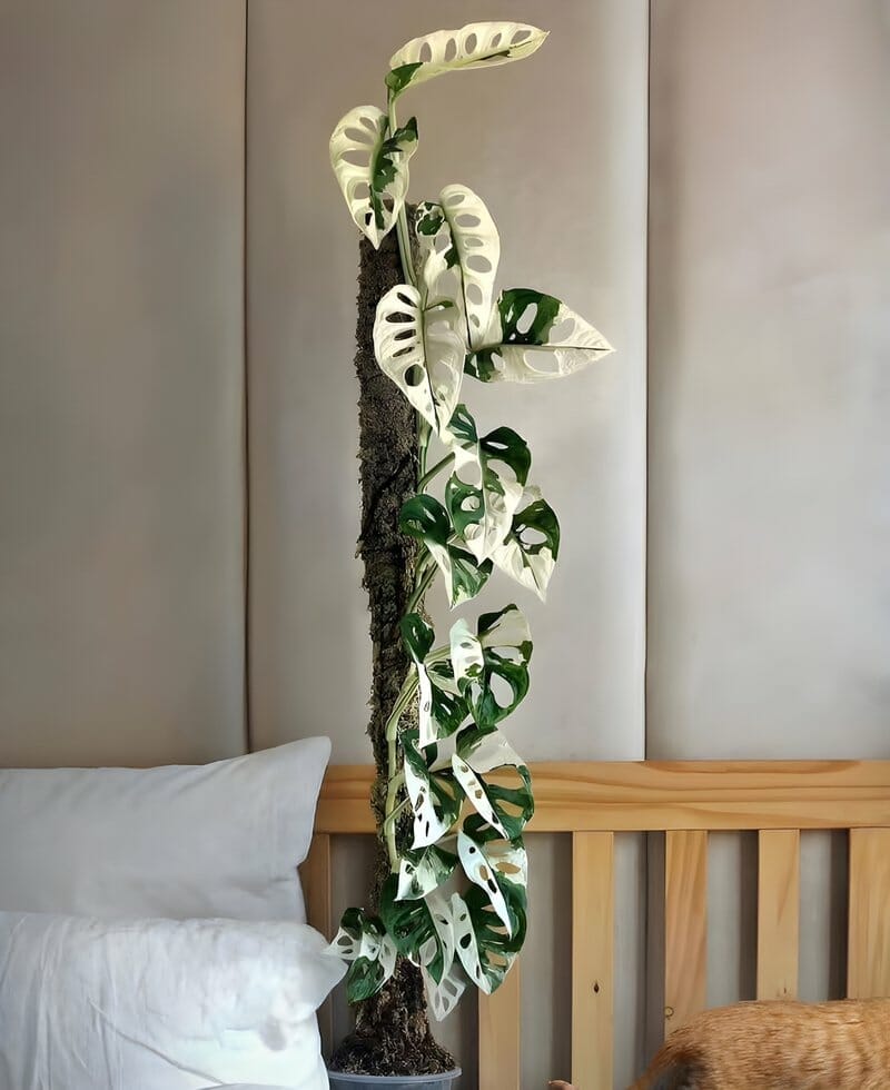 monstera adonsonii variegated