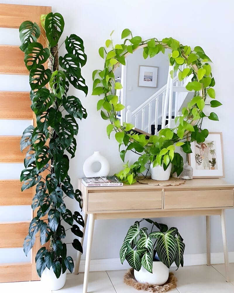 monstera adonsonii on moss pole
