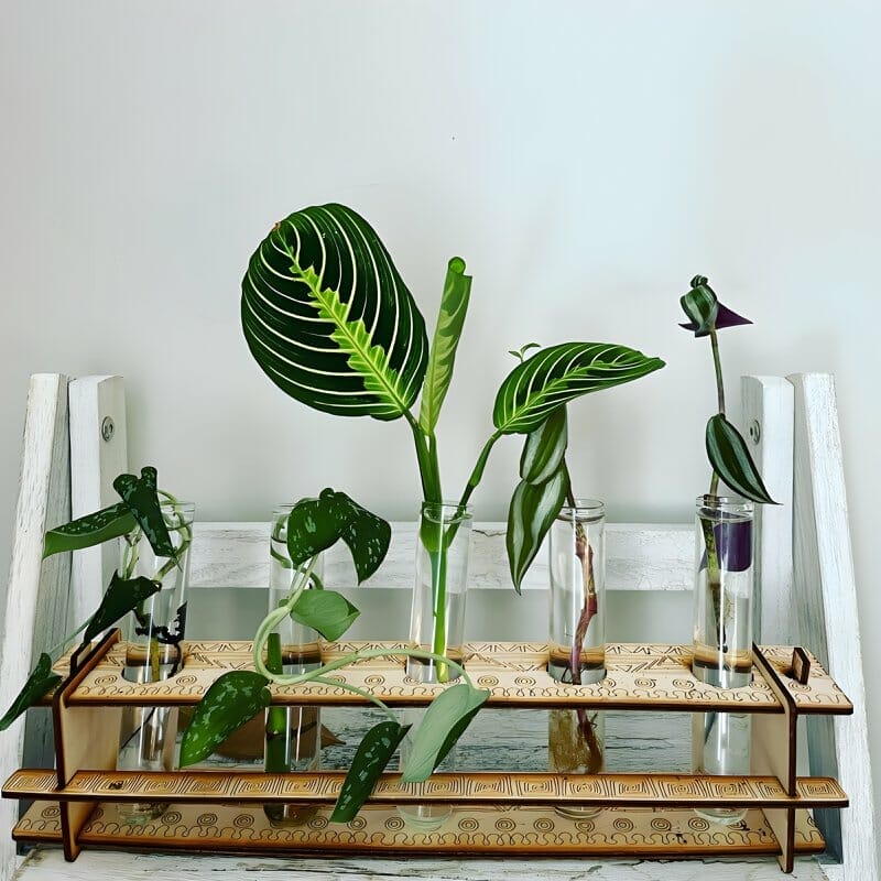 various plants in a propagation station