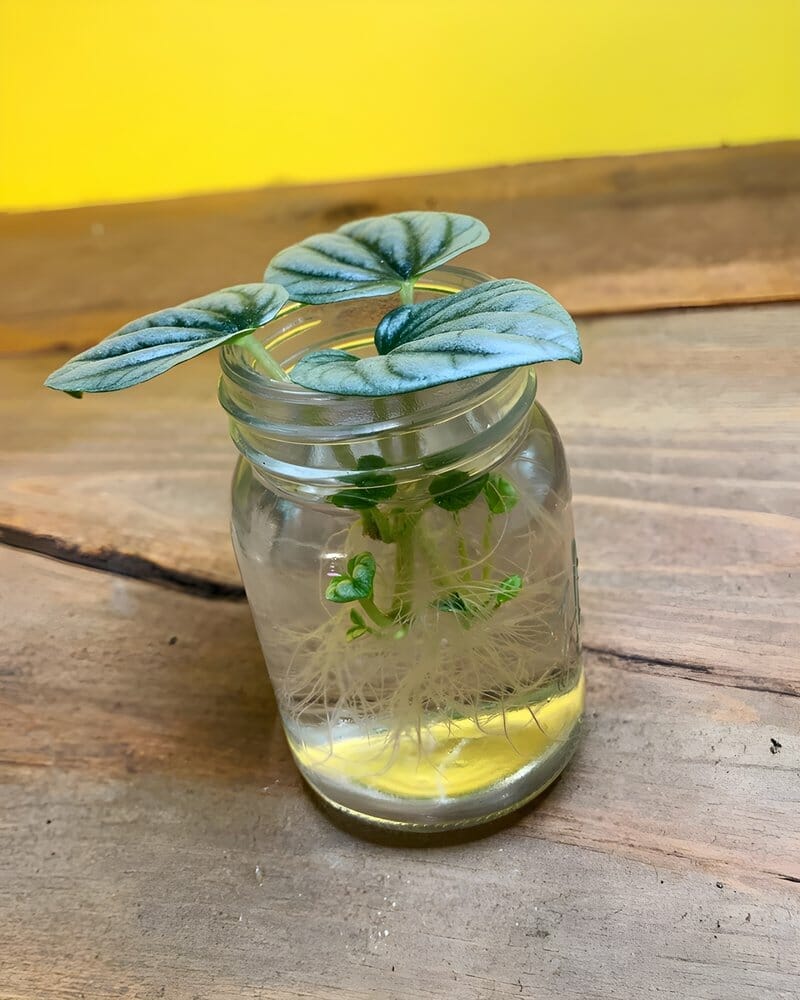Peperomia in a jar