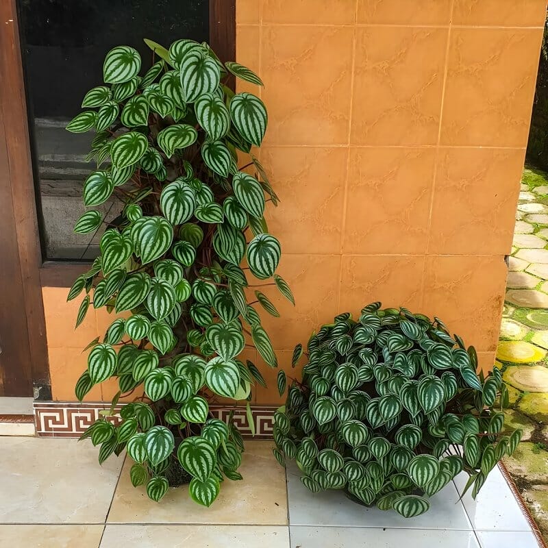 two peperomia plants growing
